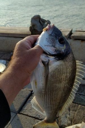 balık pişirme hizmeti, meradayız çupra, taze balık hazırlama, avcı dostu kamp, kendi balığını pişirtme, deniz kenarı yemek, surfcasting çupra avı, ailece balık keyfi, bahçede mangal keyfi, taze deniz ürünleri, olta balıkçılığı konaklama, istanbul yakın balık meraları.