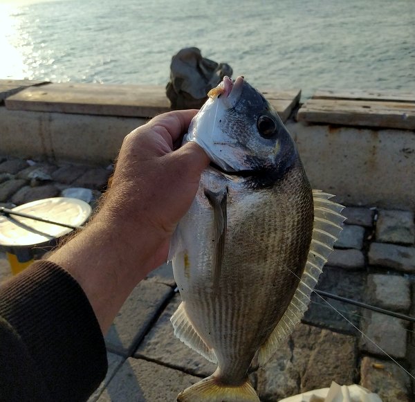 balık pişirme hizmeti, meradayız çupra, taze balık hazırlama, avcı dostu kamp, kendi balığını pişirtme, deniz kenarı yemek, surfcasting çupra avı, ailece balık keyfi, bahçede mangal keyfi, taze deniz ürünleri, olta balıkçılığı konaklama, istanbul yakın balık meraları.