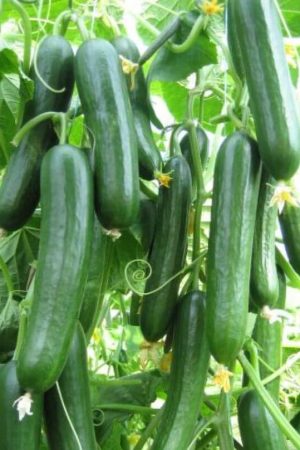 organik salatalık, meradayız çiftliği, çıtır salatalık, doğal tarım, taze badem salatalık, ilaçsız sebze, bahçe ürünleri, sağlıklı atıştırmalık, organik sebze paketi, tarla salatalığı, yerli üretim sebze, meradayız taze gıda.